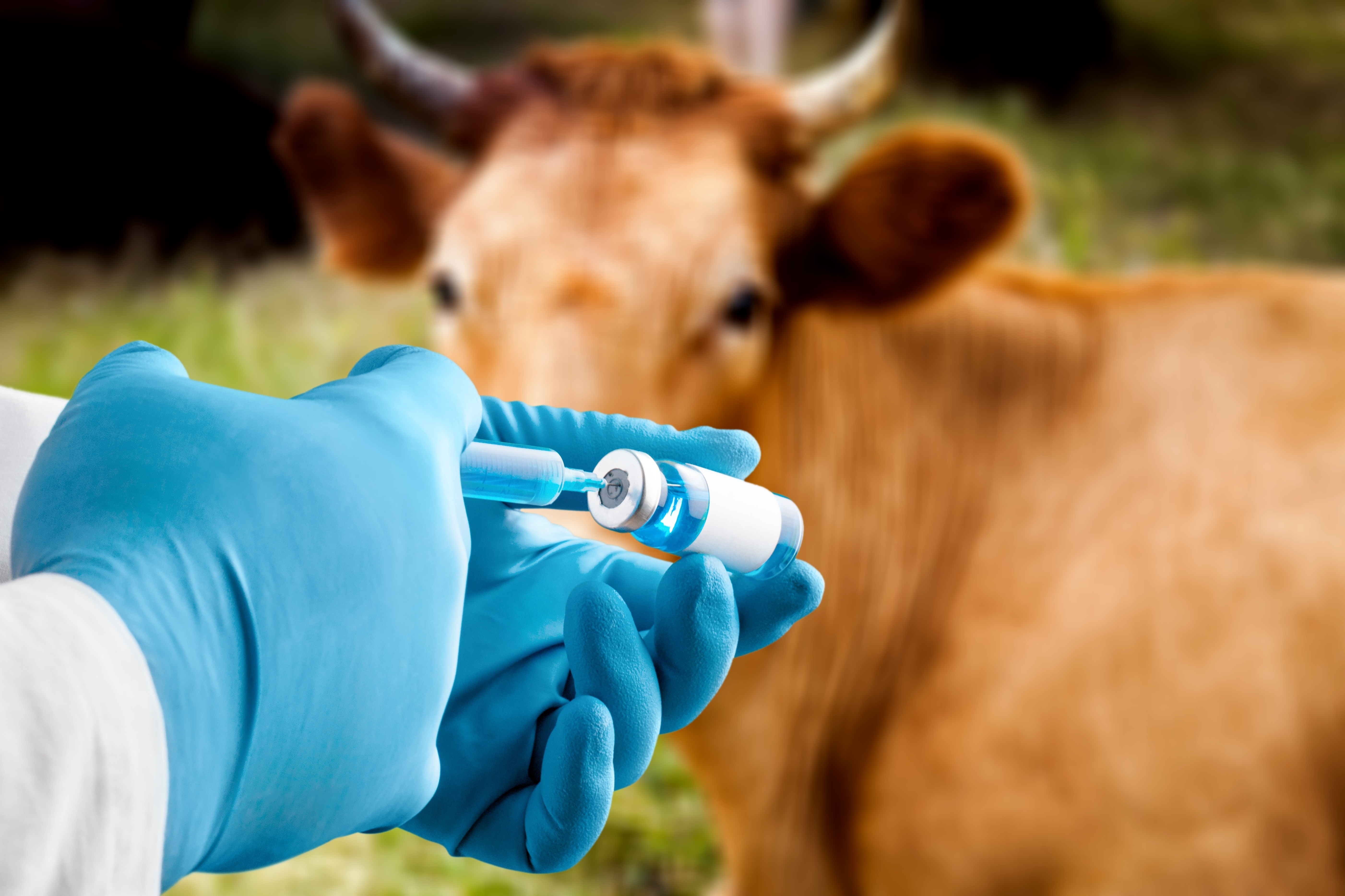 Veterinary Drug